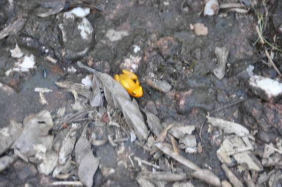 Um dos sapos mais venenosos do mundo, em Kaiteur Falls, na Guiana